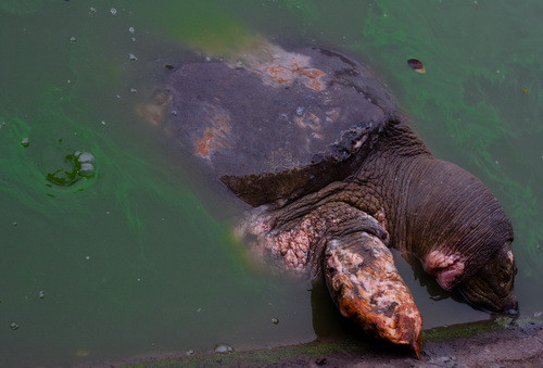 Cận cảnh vết thương lở loét ở bàn chân, cổ và mai cụ rùa Ảnh: Tiến Thành