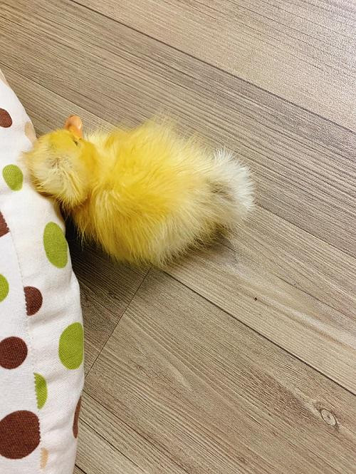 Chạy chơi một hồi, Kiu tựa lưng vào gối nghỉ mệt và lim dim xem tivi cùng cả nhà. Chạy chơi một hồi, Kiu tựa lưng vào gối nghỉ mệt và lim dim xem tivi cùng cả nhà.