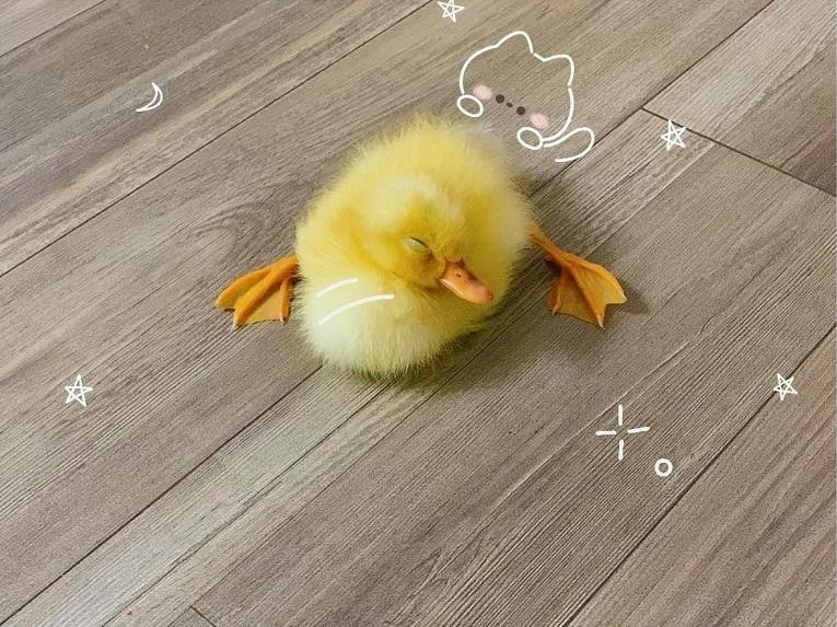 "Nết ngủ" lạ lùng của chú vịt khiến cả nhà một phen hốt hoảng "Nết ngủ" lạ lùng của chú vịt khiến cả nhà một phen hốt hoảng