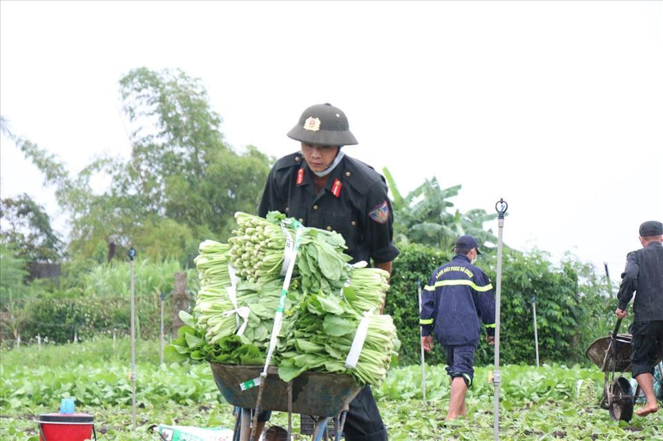 Rau sạch sẽ được phân phát đến các “siêu thị 0 đồng”, bếp từ thiện hoặc các khu vực phong tỏa, cách ly. (Nguồn ảnh: Lao động)