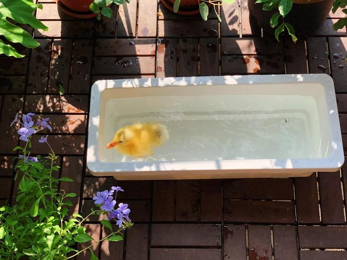 Mỗi ngày, Kiu được vẫy vùng bơi lội rất chill ở "bể tắm". Mỗi ngày, Kiu được vẫy vùng bơi lội rất chill ở "bể tắm".