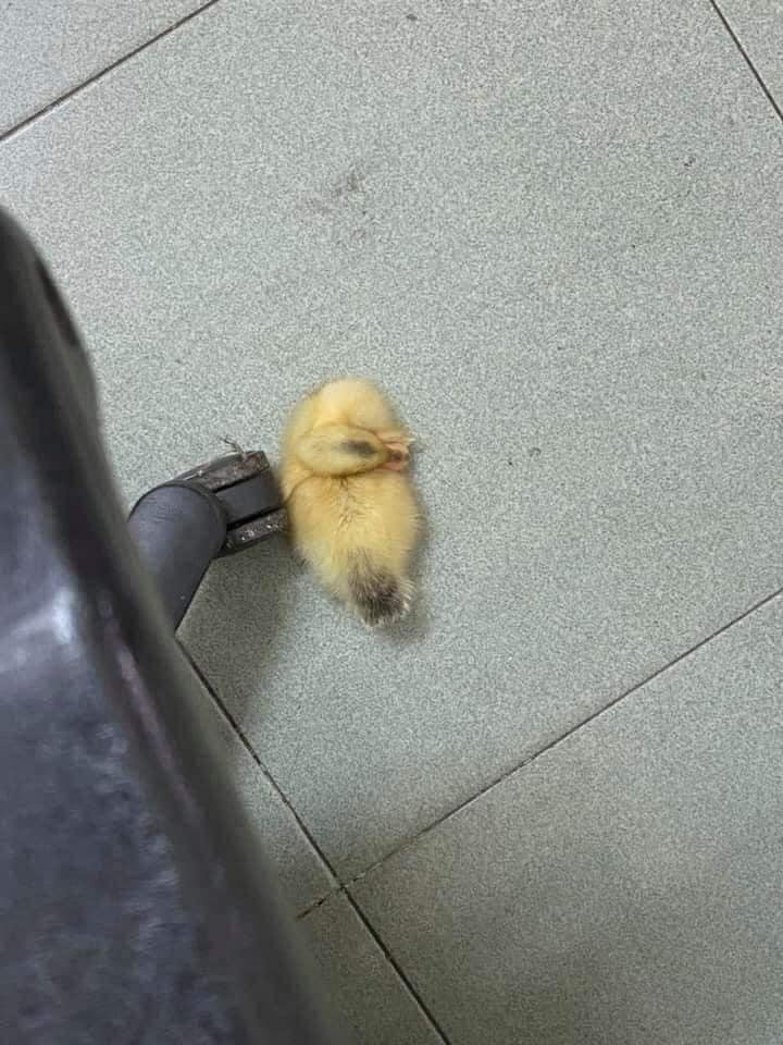 "Cô vịt" lúc mới mua về, bé tí nên hay bị cô chủ đạp trúng. (Ảnh: An An) "Cô vịt" lúc mới mua về, bé tí nên hay bị cô chủ đạp trúng. (Ảnh: An An)