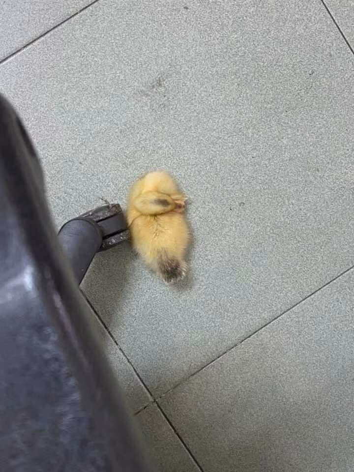 "Cô vịt" lúc mới mua về, bé tí nên hay bị cô chủ đạp trúng. (Ảnh: An An)