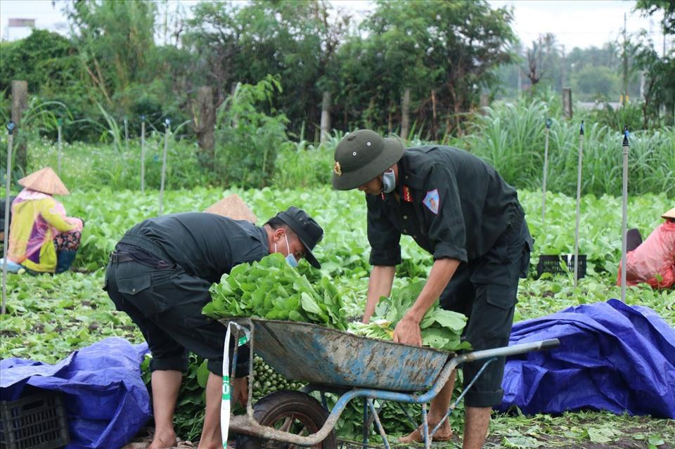 Công an cùng người dân Đắk Lắk thu hoạch rau hỗ trợ TP.HCM và Bình Dương. (Nguồn ảnh: Lao Động)