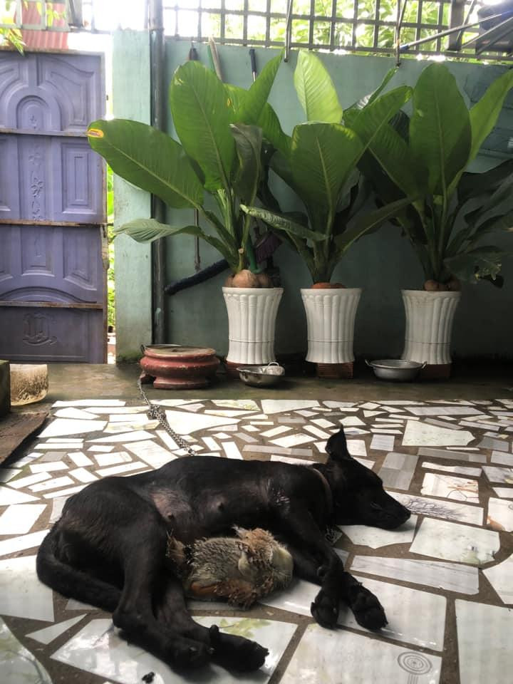 Đôi bạn thân quấn quýt cả ngày. (Ảnh: Dương Dương) Đôi bạn thân quấn quýt cả ngày. (Ảnh: Dương Dương)