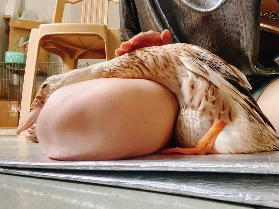 Phần thưởng cho "cô" vịt là màn cưng nựng, âu yếm thế này. (Ảnh: An An) Phần thưởng cho "cô" vịt là màn cưng nựng, âu yếm thế này. (Ảnh: An An)