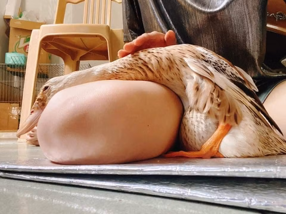 Phần thưởng cho "cô" vịt là màn cưng nựng, âu yếm thế này. (Ảnh: An An)