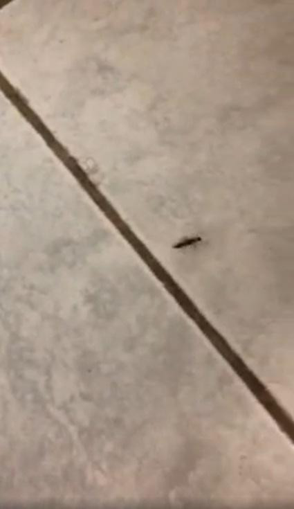 Cách xử lý khi kiến ba khoang "đi lạc" vào nhà là không được đập bẹp để tránh dịch tiết của chúng bắn ra dễ gây tổn thương da. (Ảnh: Trần Tuấn)