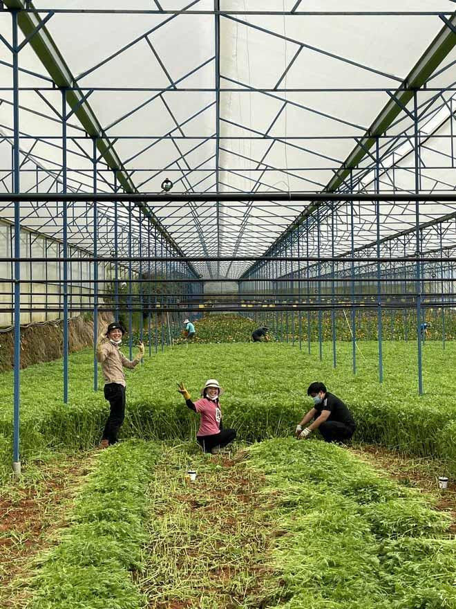 Người dân Đà Lạt gửi rau sạch chi viện Sài Gòn. (Nguồn ảnh: Zing)