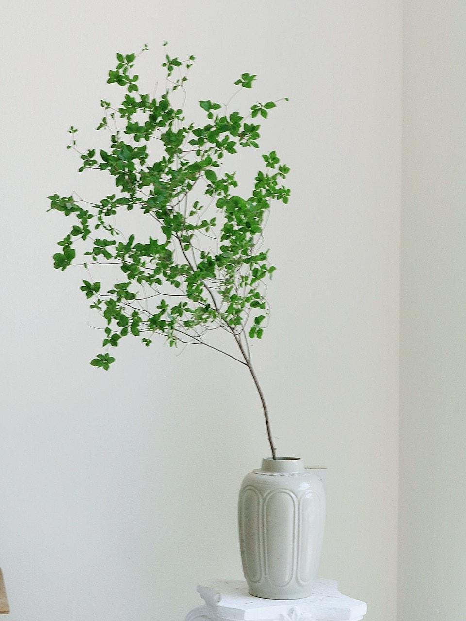 Sau khi cắm, tài khoản Yên Thảo cũng hiểu vì sao thạch nam được nhiều người ưa chuộng. (Ảnh: Nguyễn Yên Thảo) Sau khi cắm, tài khoản Yên Thảo cũng hiểu vì sao thạch nam được nhiều người ưa chuộng. (Ảnh: Nguyễn Yên Thảo)