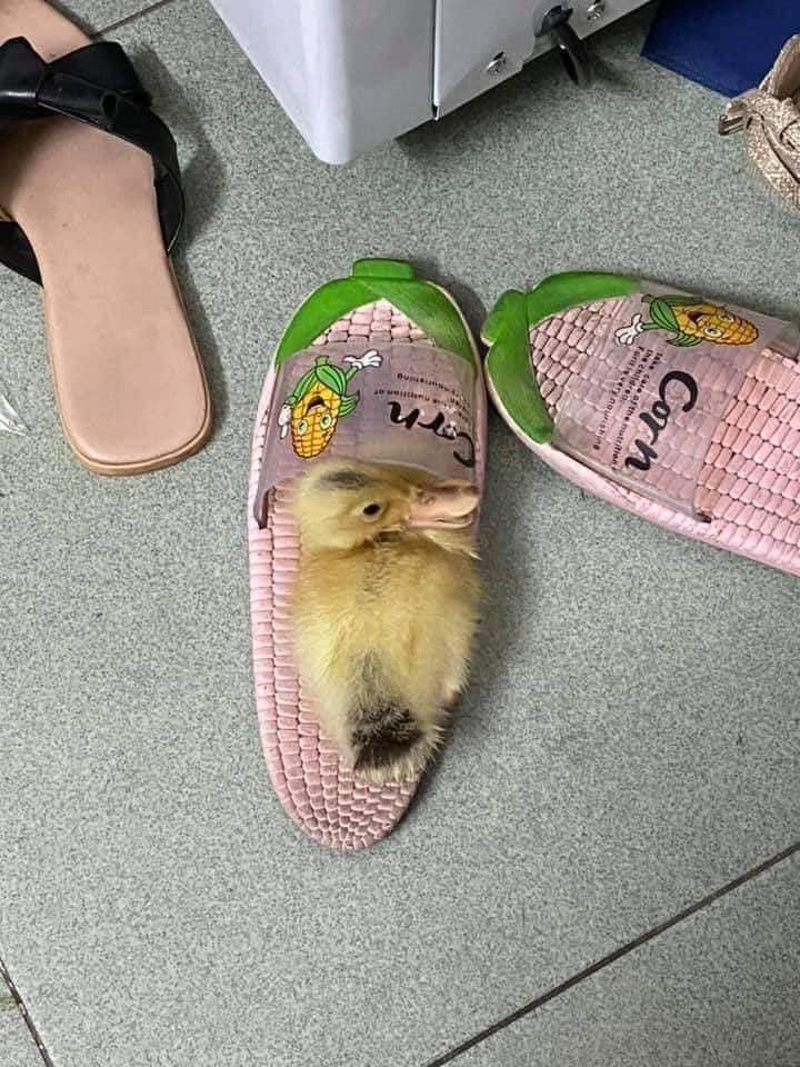 Em vịt nằm gọn trong một chiếc dép. (Ảnh: An An) Em vịt nằm gọn trong một chiếc dép. (Ảnh: An An)