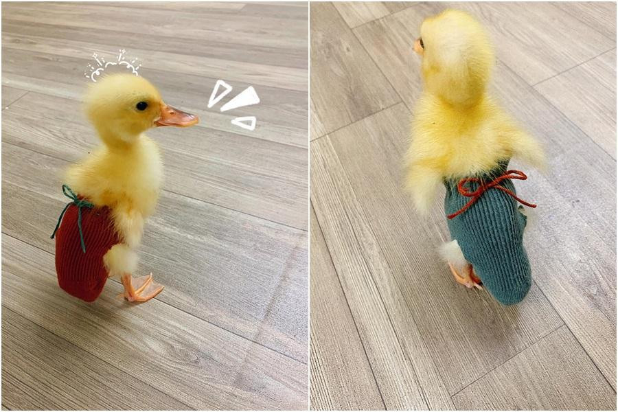 Vịt con được "đóng bỉm" để tránh gây bẩn nhà. Vịt con được "đóng bỉm" để tránh gây bẩn nhà.