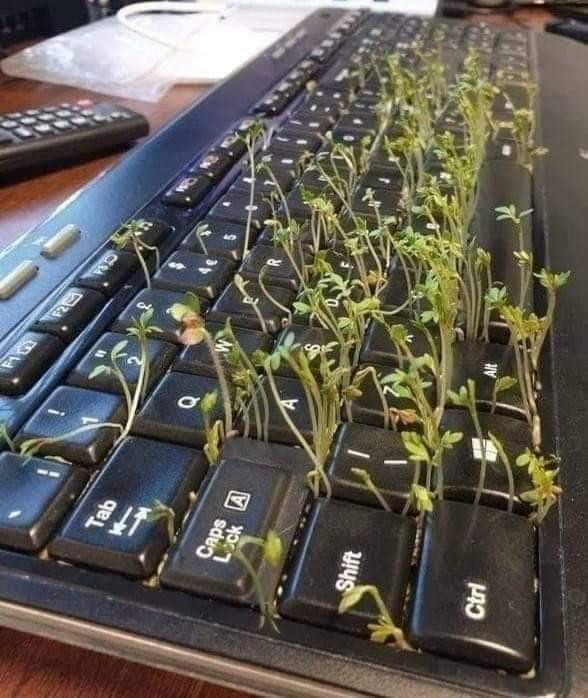 Ngày đầu tiên quay lại văn phòng sau 4 tháng làm việc ở nhà, nhiều người đùa rằng có thể thu hoạch... rau mầm. Ảnh tổng hợp từ Internet Ngày đầu tiên quay lại văn phòng sau 4 tháng làm việc ở nhà, nhiều người đùa rằng có thể thu hoạch... rau mầm. Ảnh tổng hợp từ Internet