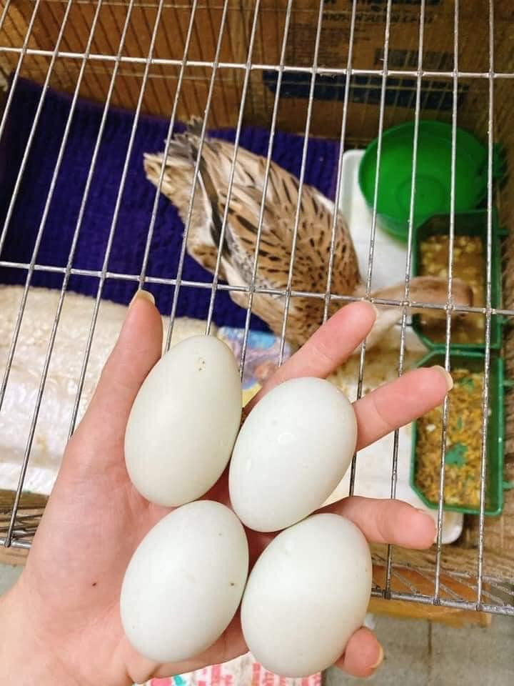 Nuôi thú cưng kiểu này có lợi quá chừng. (Ảnh: An An) Nuôi thú cưng kiểu này có lợi quá chừng. (Ảnh: An An)