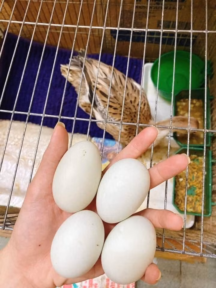 Nuôi thú cưng kiểu này có lợi quá chừng. (Ảnh: An An)