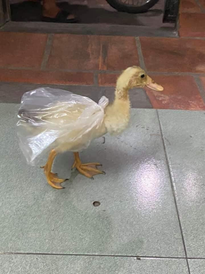 Cô chủ "đóng bỉm" cho vịt cưng để tránh chất thải gây bẩn nhà. (Ảnh: An An) Cô chủ "đóng bỉm" cho vịt cưng để tránh chất thải gây bẩn nhà. (Ảnh: An An)