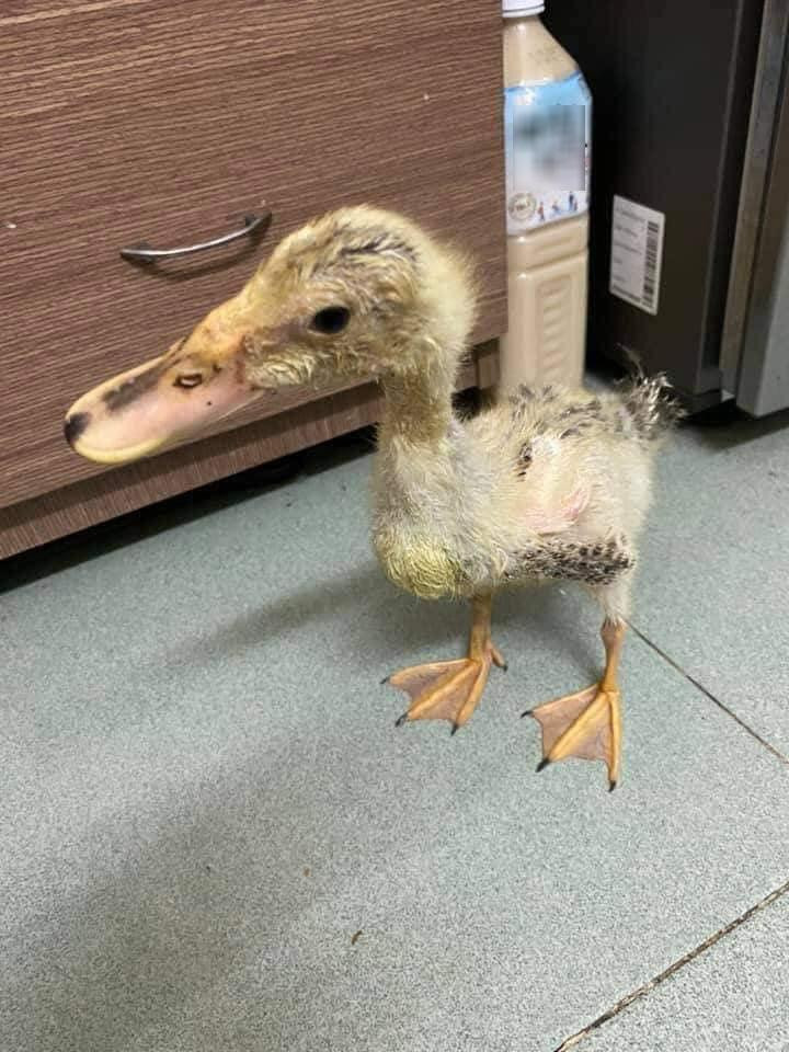 Giai đoạn dậy thì nên em nó có hơi xơ xác xíu! (Ảnh: An An) Giai đoạn dậy thì nên em nó có hơi xơ xác xíu! (Ảnh: An An)