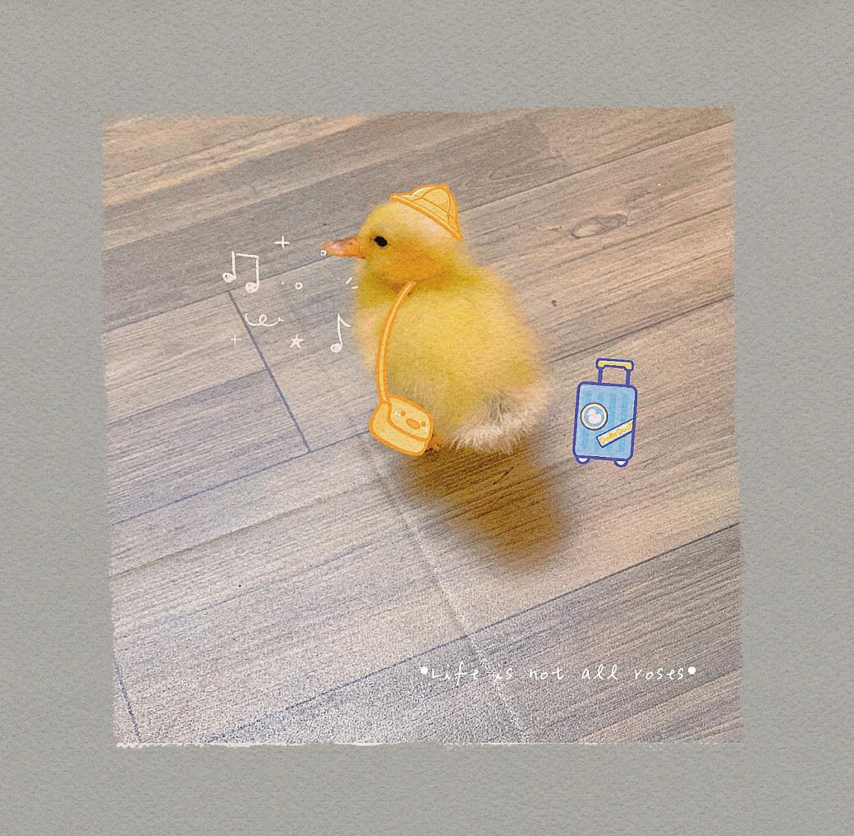 "Hết dịch nhanh nhé, em còn đi du lịch, chứ từ hồi đẻ ra chưa được đi đâu quá khỏi nhà", cô chủ hài hước chia sẻ. "Hết dịch nhanh nhé, em còn đi du lịch, chứ từ hồi đẻ ra chưa được đi đâu quá khỏi nhà", cô chủ hài hước chia sẻ.