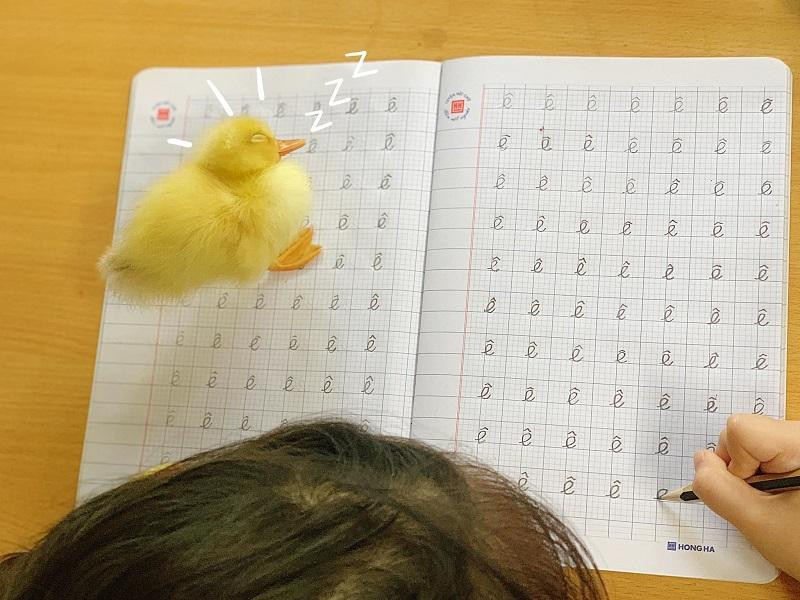 Chú vịt con ngủ bất chấp, ở đâu cũng có thể đánh một giấc ngon lành. Chú vịt con ngủ bất chấp, ở đâu cũng có thể đánh một giấc ngon lành.