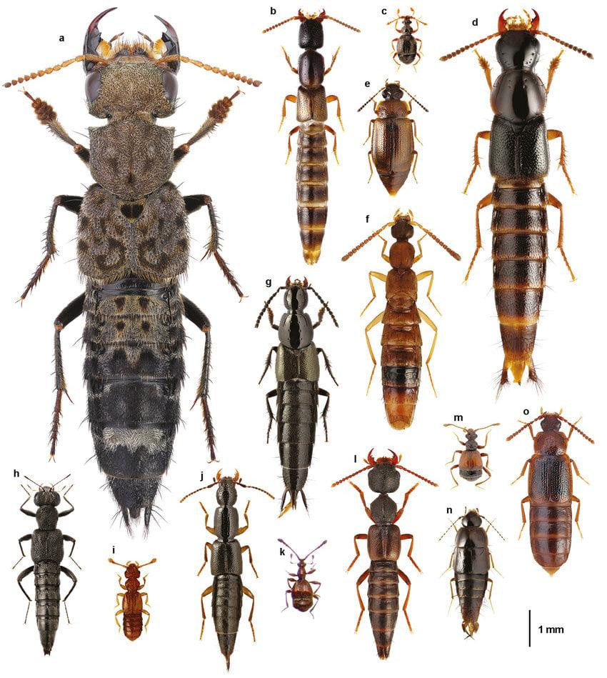 Kiến ba khoang thực chất là một loài bọ cánh cứng. (Ảnh: Côn trùng Việt Nam)