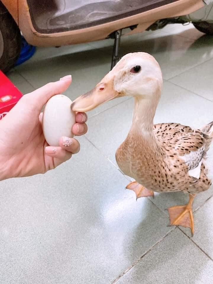 Màn "dậy thì thành công" của "cô" vịt khiến dân mạng trầm trồ. (Ảnh: An An) Màn "dậy thì thành công" của "cô" vịt khiến dân mạng trầm trồ. (Ảnh: An An)