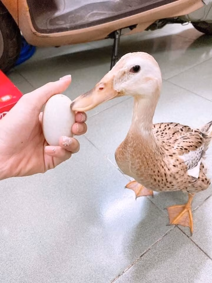 Màn "dậy thì thành công" của "cô" vịt khiến dân mạng trầm trồ. (Ảnh: An An)