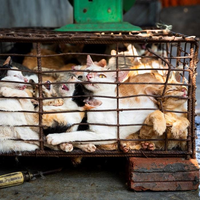 Nhiều bạn trẻ ủng hộ quyết định nói không với thịt chó, mèo của TP. Hội An. (Ảnh: Four Paws)