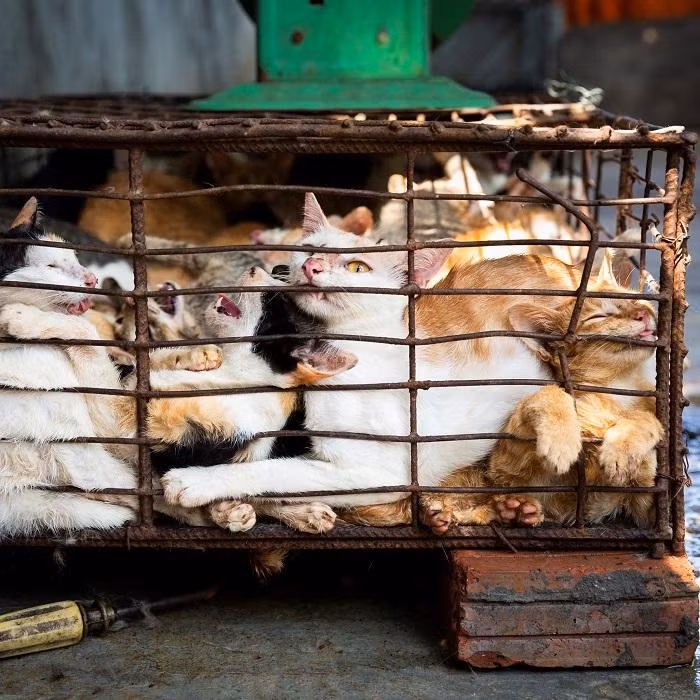 Nhiều bạn trẻ ủng hộ quyết định nói không với thịt chó, mèo của TP. Hội An. (Ảnh: Four Paws)