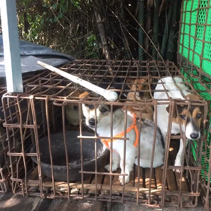 Hội An là thành phố đầu tiên ở Việt Nam nói không với việc tiêu thụ thịt chó, mèo. (Ảnh: Four Paws)