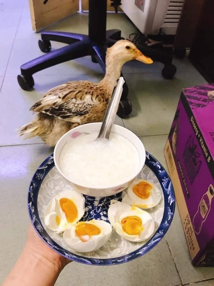 Sau hơn một năm chăm bẵm, cô gái khoe có trứng vịt ăn mỗi ngày. (Ảnh: An An) Sau hơn một năm chăm bẵm, cô gái khoe có trứng vịt ăn mỗi ngày. (Ảnh: An An)