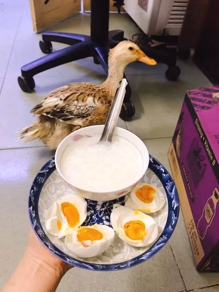 Sau hơn một năm chăm bẵm, cô gái khoe có trứng vịt ăn mỗi ngày. (Ảnh: An An)