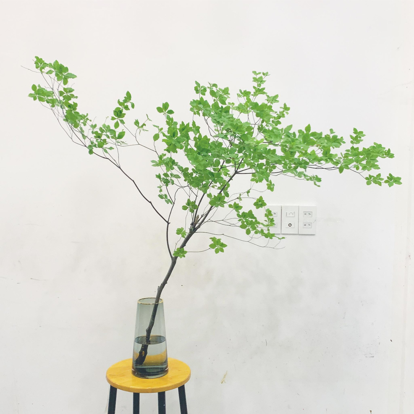 Chỉ cần chiếc bình phù hợp là có ngay góc cực chill trong nhà với cành thạch nam xanh mướt. (Ảnh: H.L) Chỉ cần chiếc bình phù hợp là có ngay góc cực chill trong nhà với cành thạch nam xanh mướt. (Ảnh: H.L)