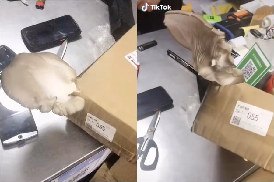 Tai nấm to tròn béo bung hộp mà chẳng cần ai chăm sóc. (Nguồn: tianmuxinwen)