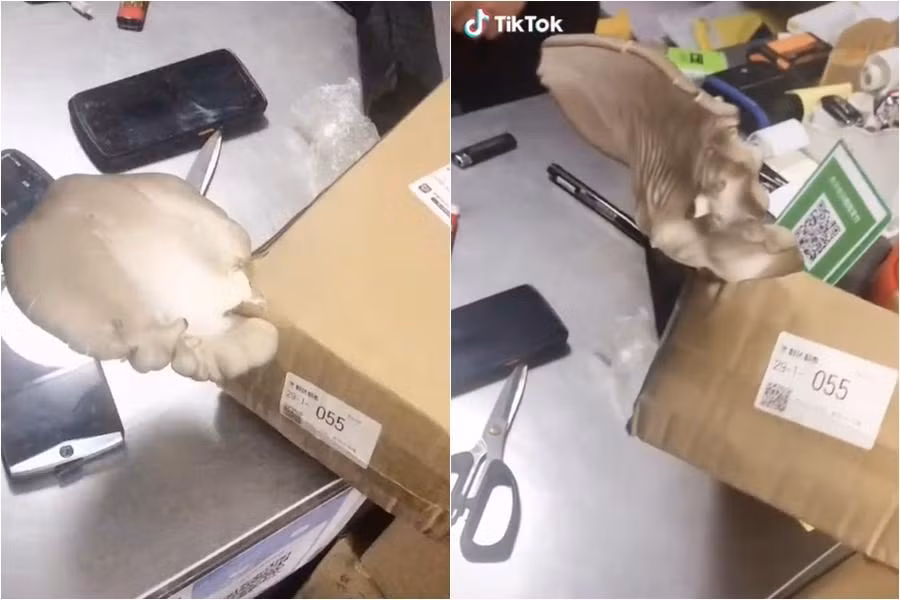 Tai nấm to tròn béo bung hộp mà chẳng cần ai chăm sóc. (Nguồn: tianmuxinwen)