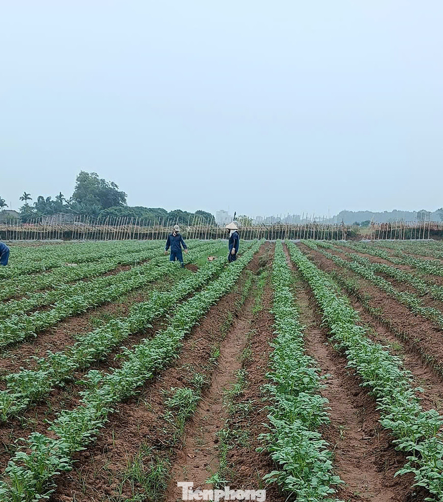 Một phần diện tích rau hữu cơ của anh Phạm Mạnh Cường. Một phần diện tích rau hữu cơ của anh Phạm Mạnh Cường.