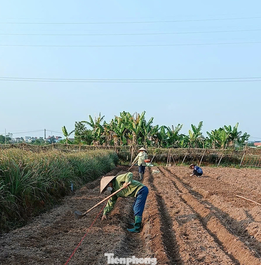 Một phần diện tích rau hữu cơ của anh Phạm Mạnh Cường. Một phần diện tích rau hữu cơ của anh Phạm Mạnh Cường.