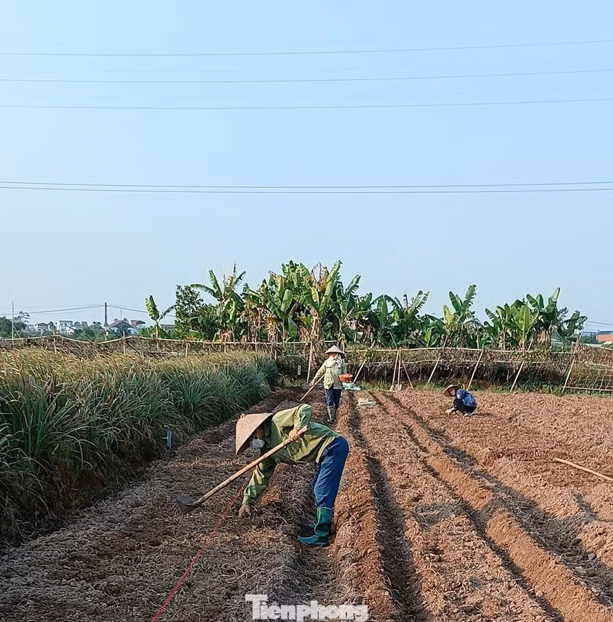 Một phần diện tích rau hữu cơ của anh Phạm Mạnh Cường.