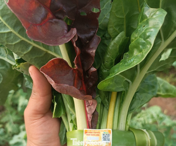 Những sản phẩm rau sạch của Hợp tác xã Nông nghiệp rau củ sạch và dịch vụ Mạnh Cường. Những sản phẩm rau sạch của Hợp tác xã Nông nghiệp rau củ sạch và dịch vụ Mạnh Cường.