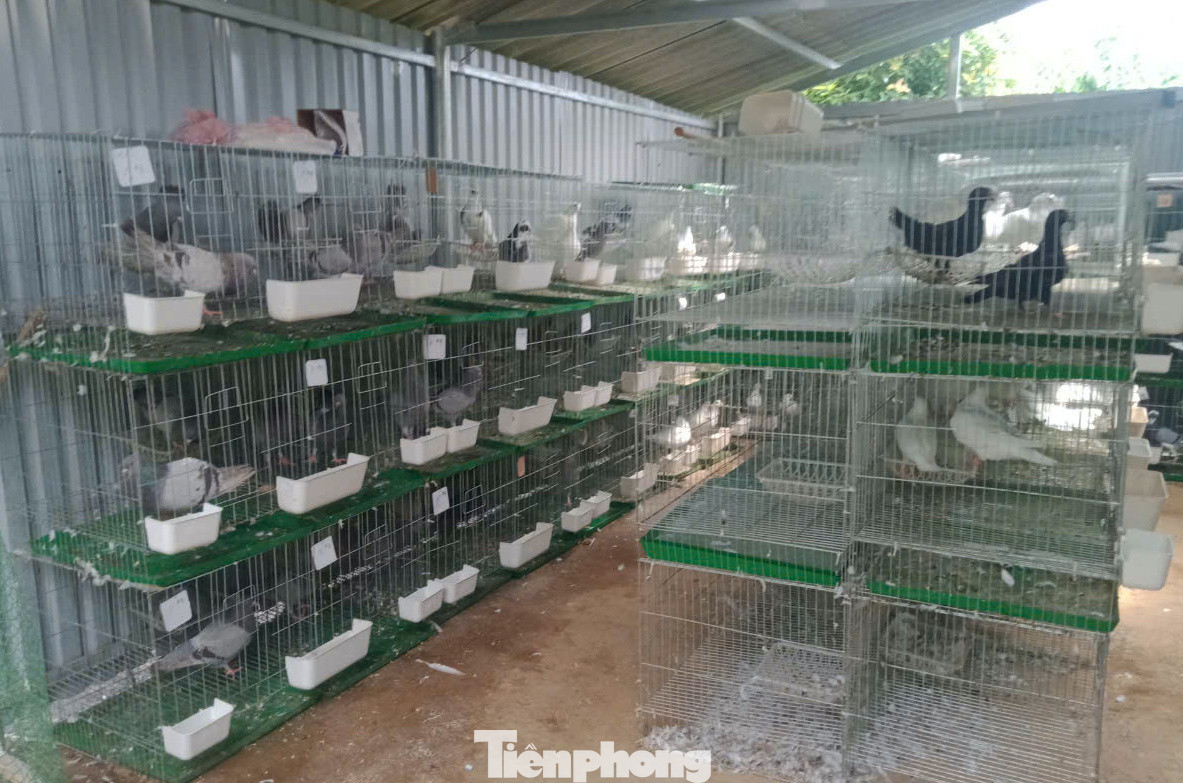 Khu chuồng trại của nuôi bồ câu của anh Hờ A Sung.