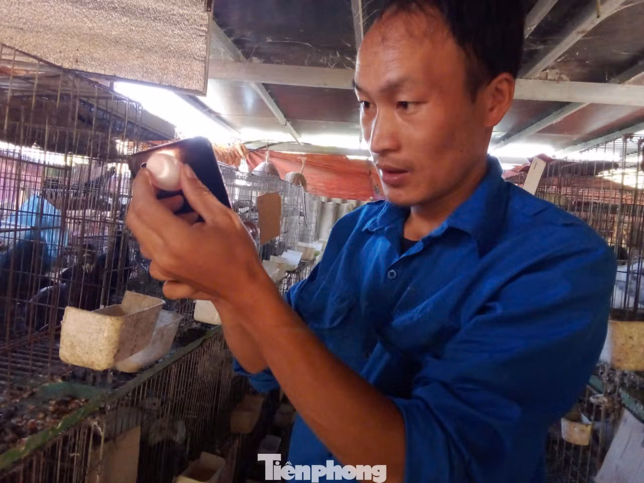 Trước khi đưa trứng vào ấp, Hờ A Sùng soi kỹ để kiểm tra chất lượng. Trước khi đưa trứng vào ấp, Hờ A Sùng soi kỹ để kiểm tra chất lượng.