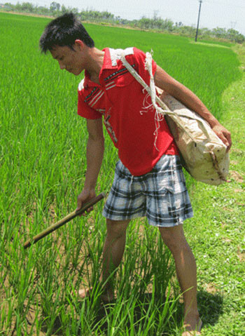 Trước lúc nhập học, Thuận vẫn ra đồng làm thêm giúp bố mẹ. Ảnh: Nguyên Khoa. Trước lúc nhập học, Thuận vẫn ra đồng làm thêm giúp bố mẹ. Ảnh: Nguyên Khoa