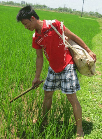 Trước lúc nhập học, Thuận vẫn ra đồng làm thêm giúp bố mẹ. Ảnh: Nguyên Khoa