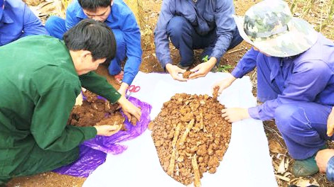 Phát hiện nhiều hài cốt liệt sĩ trong vườn cà phê ở vùng biên ảnh 1