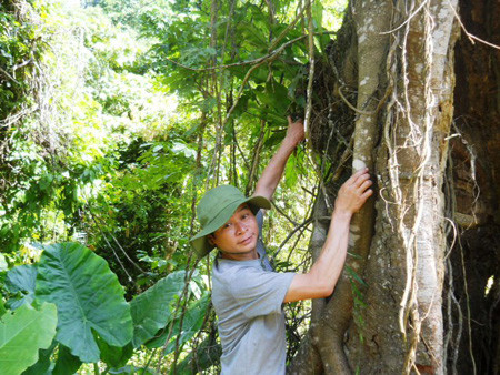Loại thảo dược này sống bám trên cây và anh Ngọ đang hái thuốc cho một bệnh nhân