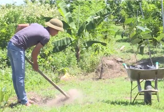 Người dân Bình Phước đổ xô trồng mít Thái vì lãi 'khủng' ảnh 1