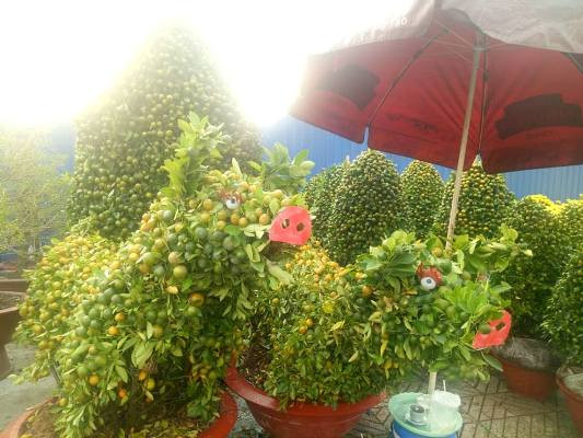 Tiểu thương bán hoa ngày 29 tết: 'Buồn… nẫu ruột' ảnh 2