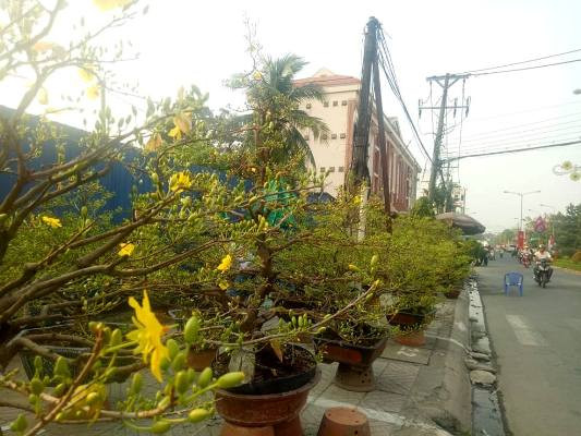 Tiểu thương bán hoa ngày 29 tết: 'Buồn… nẫu ruột' ảnh 1