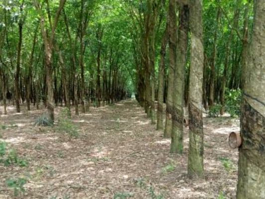 Cựu Giám đốc sở Tài nguyên Bình Dương gây thiệt hại hàng trăm tỷ đồng ảnh 2