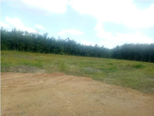 Tự vẽ dự án rồi 'bắt tay nhau' phân lô bán nền rầm rộ ảnh 3