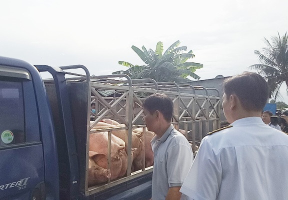 Phát hiện heo chứa chất cấm chuẩn bị tung ra thị trường ảnh 1